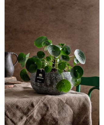 Antik Bowl Saksıda XL Pilea